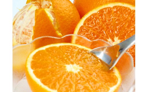 【ご家庭用訳アリ】紀州有田産清見オレンジ　7.5kg　※2025年3月下旬頃〜2025年4月中旬頃に順次発送予定(お届け日指定不可)
