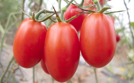【6月出荷分】和歌山産ミニトマト「アイコトマト」約2kg（S・Mサイズおまかせ）