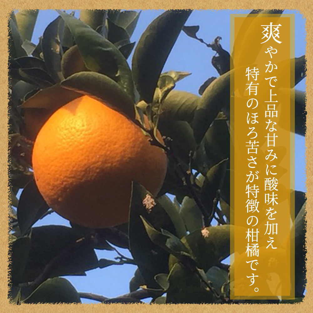 紀州和歌山産 八朔（はっさく） 約10kg ※2025年2月初旬〜下旬頃に順次発送 ※日付指定不可 八朔 はっさく 柑橘 果物 くだもの フルーツ