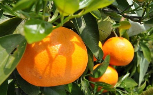 和歌山県由良町産セミノールオレンジ約5kg(サイズ混合　秀品) 　※2024年4月上旬頃〜4月下旬に順次発送予定（お届け日指定不可） 