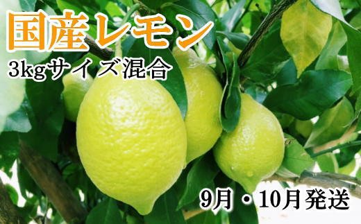 手選別・産直】紀の川産の安心国産レモン約3kg ＊9月・10月発送