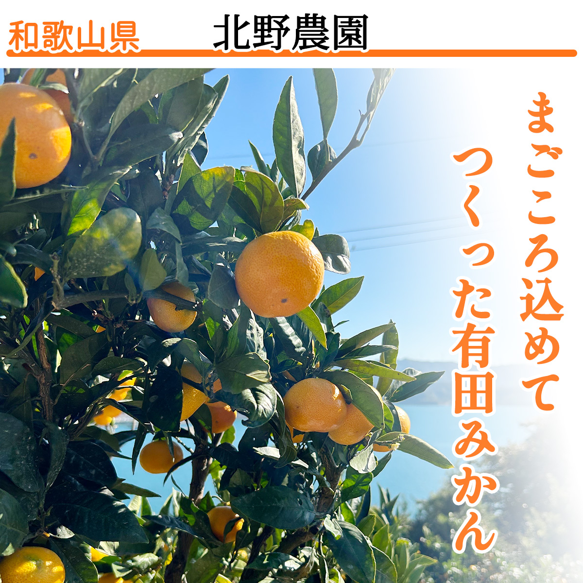 【1月発送】秀品 有田みかん 和歌山県産  S～Lサイズ 大きさお任せ 3kg / みかん フルーツ 果物 くだもの 有田みかん 蜜柑 柑橘【ktn001-1】