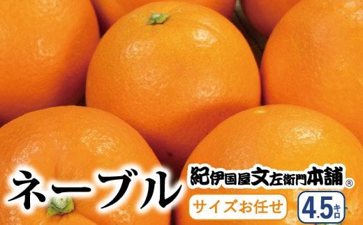 ネーブル 約4.5kg/サイズおまかせ　※2025年1月中旬～2月上旬頃に順次発送予定(お届け日指定不可)　紀伊国屋文左衛門本舗　【sutb431B】