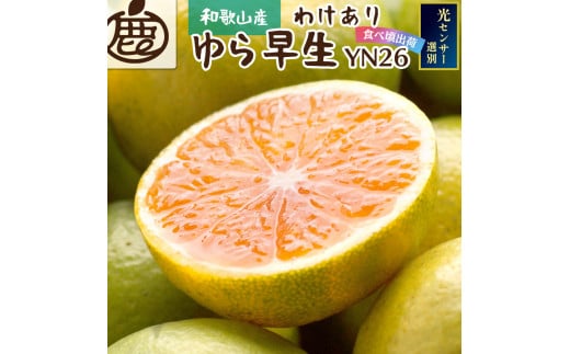 家庭用 極早生有田みかん2.5kg+75g(傷み補償分)[YN26・ゆら早生][わけあり]※北海道・沖縄・離島への配送不可 / みかん くだもの 果物 フルーツ みかん オレンジ 有田みかん[ikd147A]