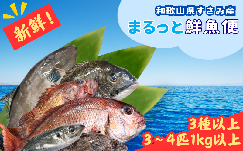 【何が届くかお楽しみ】和歌山県すさみ産 まるっと鮮魚便【3～4匹】/ 魚介 海鮮 海の幸 魚料理 冷凍 まるごと 新鮮 刺身 和歌山 すさみ町 大容量 【scp122】