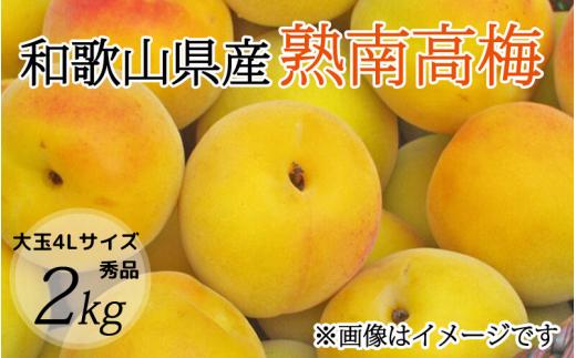 【梅干・梅酒用】大玉4Lサイズ2Kg熟南高梅 赤秀品＜2025年6月上旬～7月上旬ごろに順次発送予定＞/ 梅 梅干し ウメ 青梅 生梅 梅シロップ うめ 生梅 梅酒 梅ジュース 南高梅 フルーツ 果物 くだもの 食品 人気 おすすめ 送料【art023】