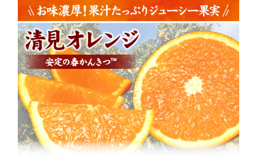 清見オレンジ約8kg/果実サイズおまかせ※2025年2月中旬～4月下旬頃発送予定　　　紀伊国屋文左衛門本舗【sutb401B】