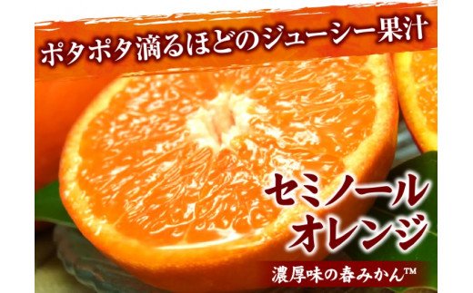 セミノールオレンジ 約5kg/サイズおまかせ　※2025年4月中旬～5月下旬頃に順次発送予定(お届け日指定不可)　紀伊国屋文左衛門本舗　【sutb481A】