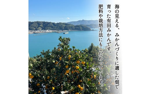 家庭用 訳あり 有田みかん 和歌山  大玉(2L,3Lサイズ混合) 10kg【10月上旬～1月下旬頃に順次発送】/ みかん フルーツ 果物 くだもの 有田みかん 蜜柑 柑橘【ktn012A】