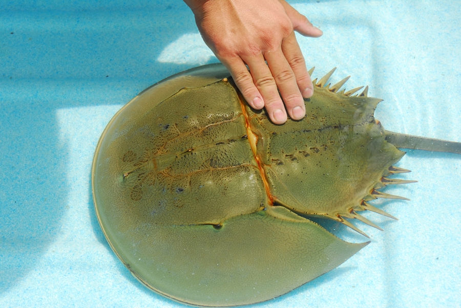 ＼バックヤードツアー付き／　エビとカニの水族館 10名様チケット