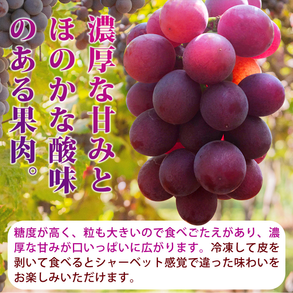 紀州和歌山産 巨峰ぶどう 約2kg ※2025年8月下旬頃〜2025年9月上旬頃に順次発送 ※日付指定不可 巨峰 ぶどう ブドウ 葡萄 果物 くだもの フルーツ【uot784A】