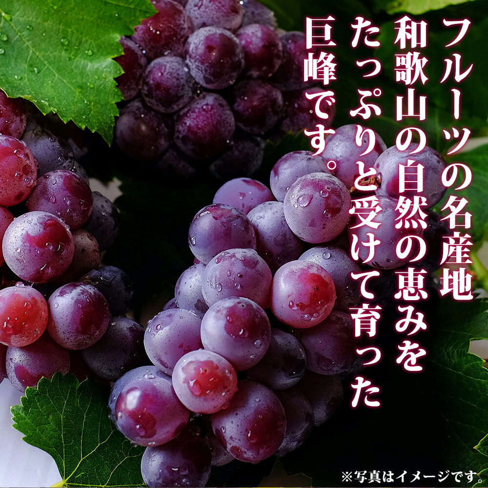 紀州和歌山産 巨峰ぶどう 約2kg ※2025年8月下旬頃〜2025年9月上旬頃に順次発送 ※日付指定不可 巨峰 ぶどう ブドウ 葡萄 果物 くだもの フルーツ【uot784A】