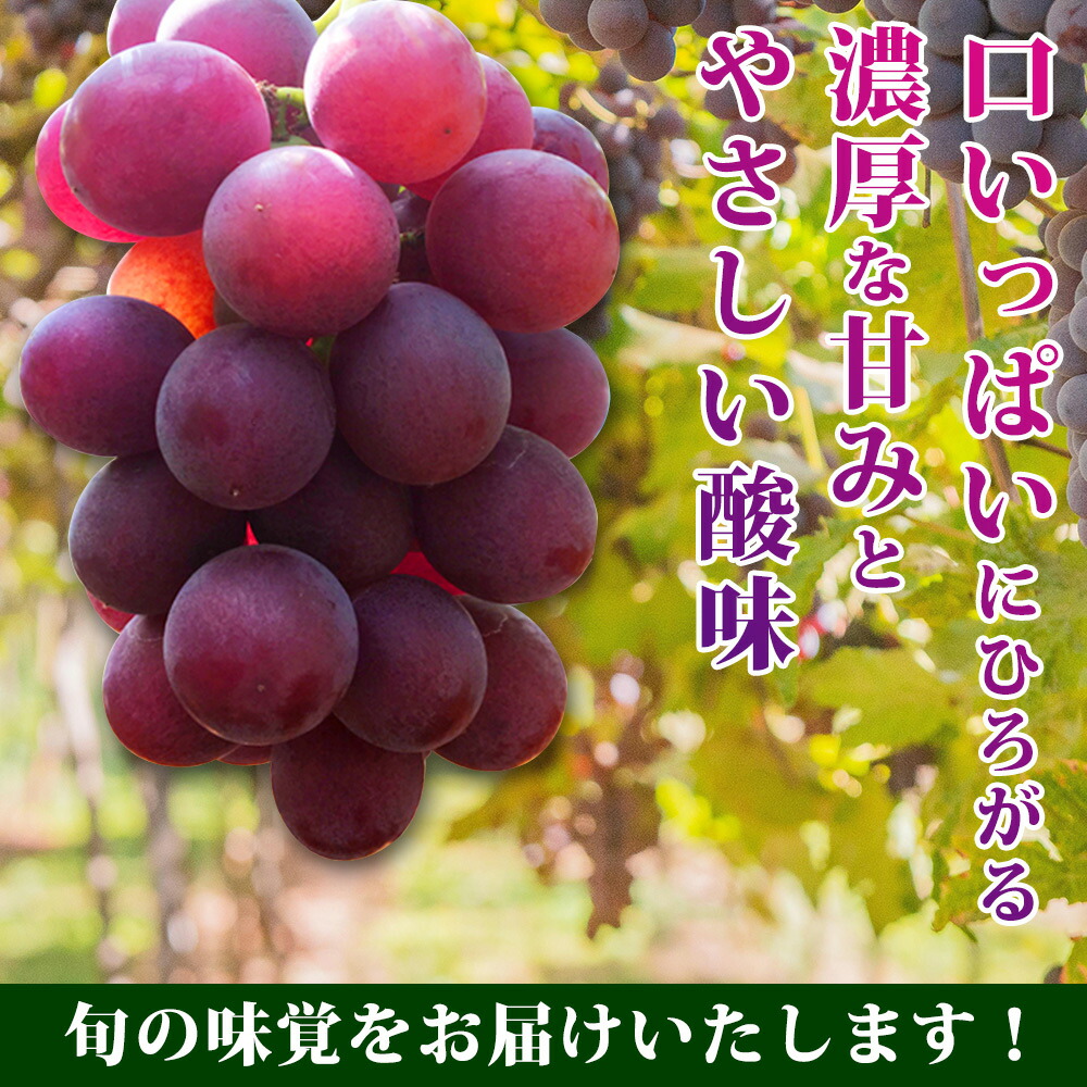 紀州和歌山産 巨峰ぶどう 約2kg ※2025年8月下旬頃〜2025年9月上旬頃に順次発送 ※日付指定不可 巨峰 ぶどう ブドウ 葡萄 果物 くだもの フルーツ【uot784A】