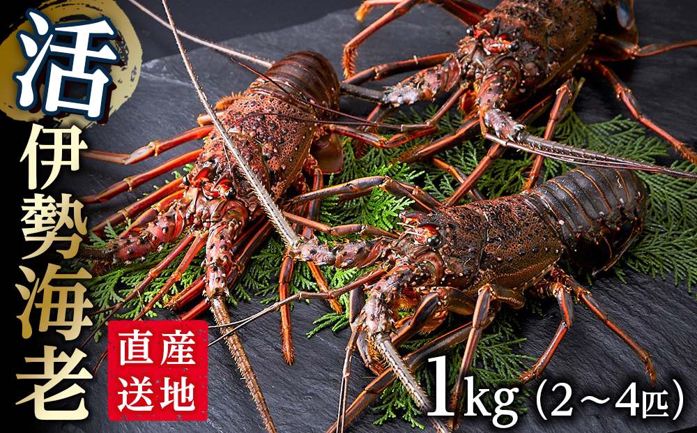 活 伊勢海老 1kg（2～4匹）南紀黒潮イセエビ 年末年始 お正月｜期間限定 漁師直送 海鮮 海老 とれたて 人気