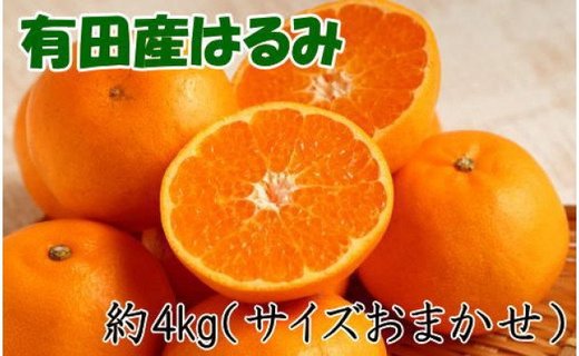 【厳選・濃厚】紀州有田産のはるみ約4kg(サイズおまかせ) ★2025年1月中旬頃より順次発送【TM27】