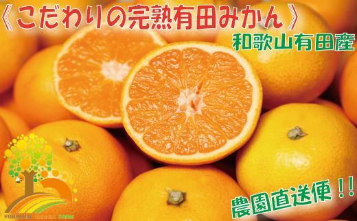 ＼農家直送／こだわりの完熟有田みかん Ｓサイズ約10kg【2024年11月中旬より順次発送】