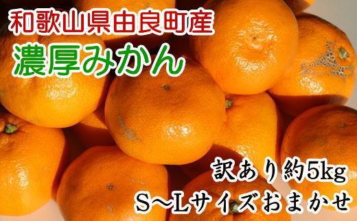 【訳あり・ご家庭用】和歌山由良町産のみかん約5kg ★2024年11月下旬頃より順次発送【TM91】