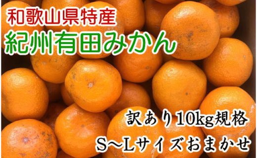 [訳あり]和歌山有田みかん約10kg(S〜Lサイズいずれかお届け）★2024年11月中旬頃より順次発送【TM82】