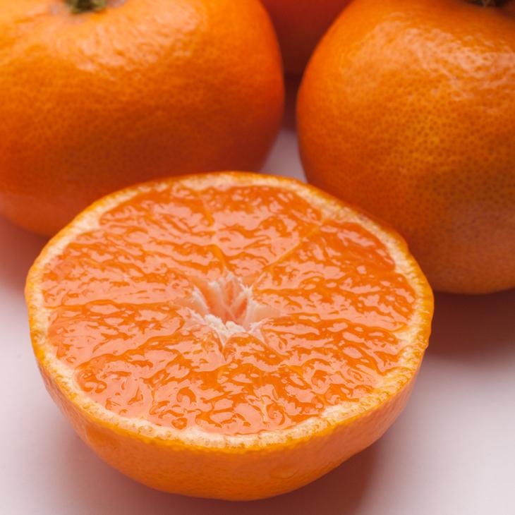 【偶数月 全6回 】 柑橘定期便A【IKE13】