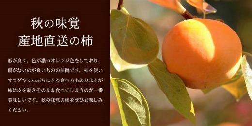 和歌山の種なし柿　約7.5kg（秀品：サイズ・品種おまかせ）／紀伊国屋文左衛門本舗【TC4】