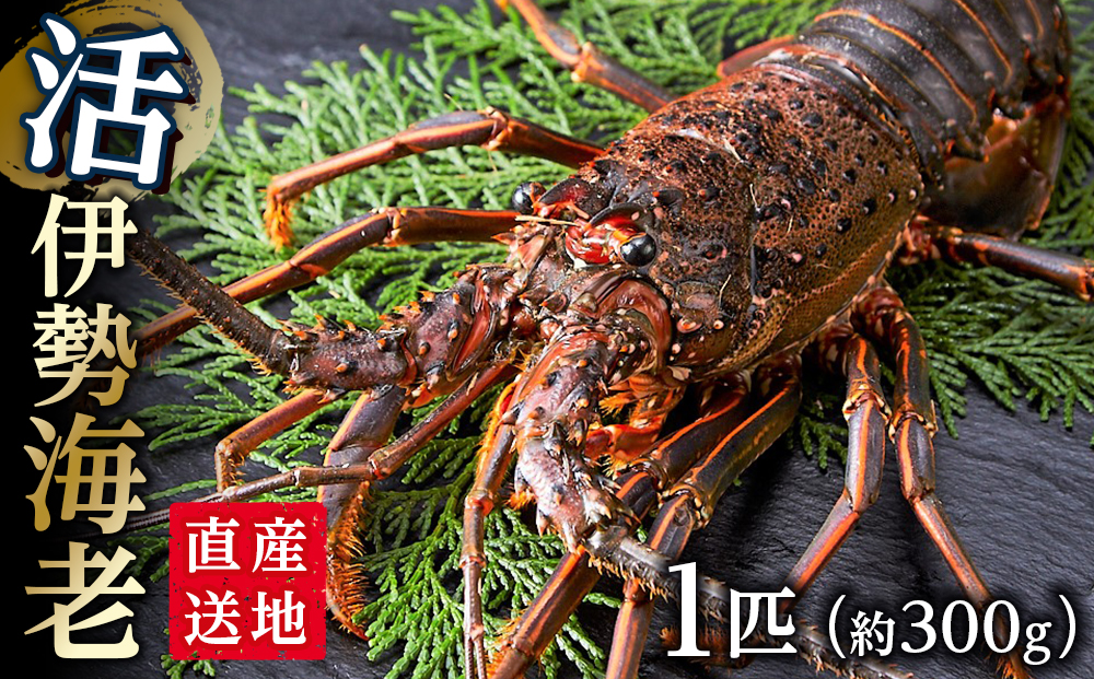 活 伊勢海老 1匹（約300ｇ）南紀黒潮イセエビ 年末年始 お正月｜期間限定 漁師直送 海鮮 とれたて 人気