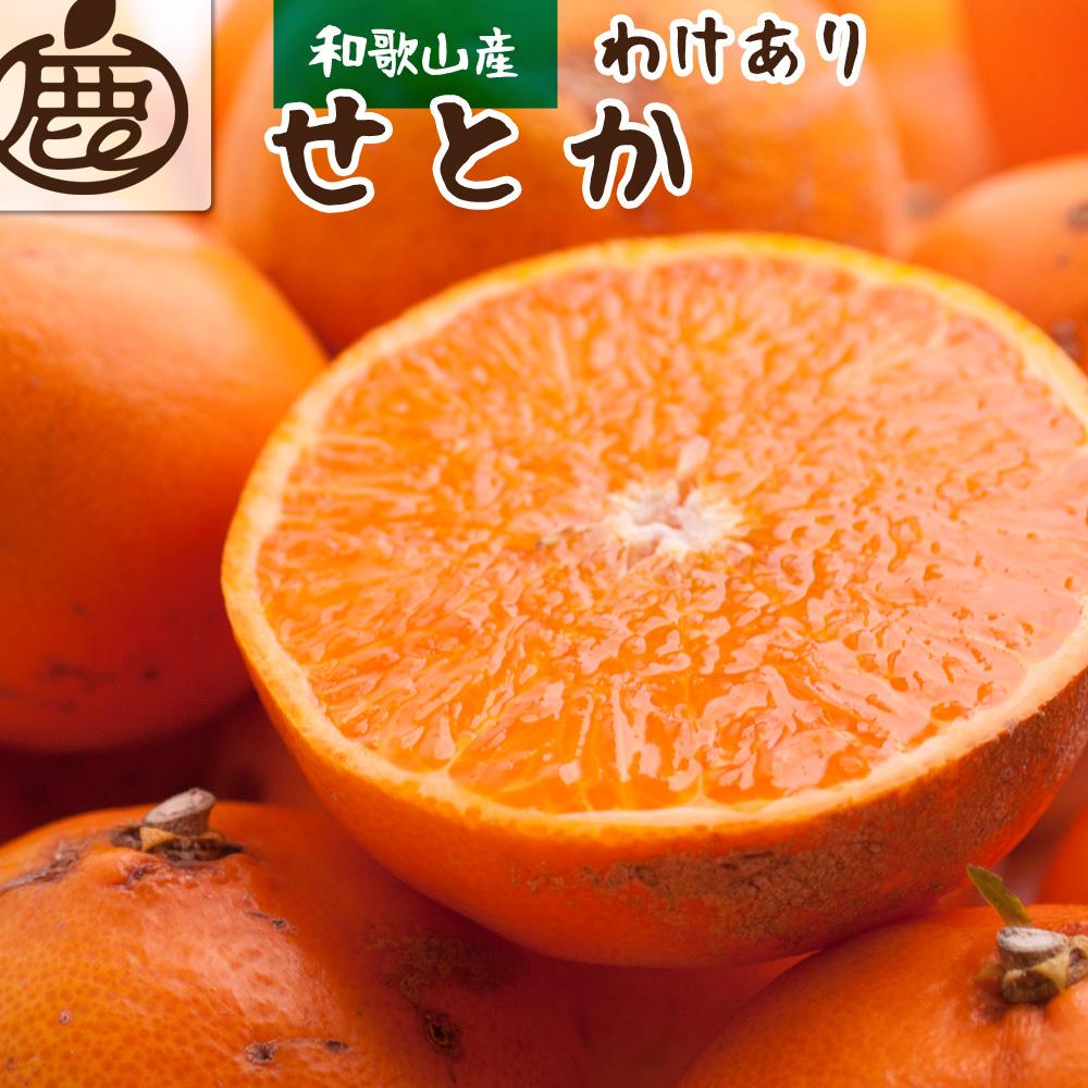 ＜2月より発送＞家庭用 せとか1.2kg+36g（傷み補償分）【柑橘・春みかんの王様】【わけあり・訳あり】【光センサー選別】