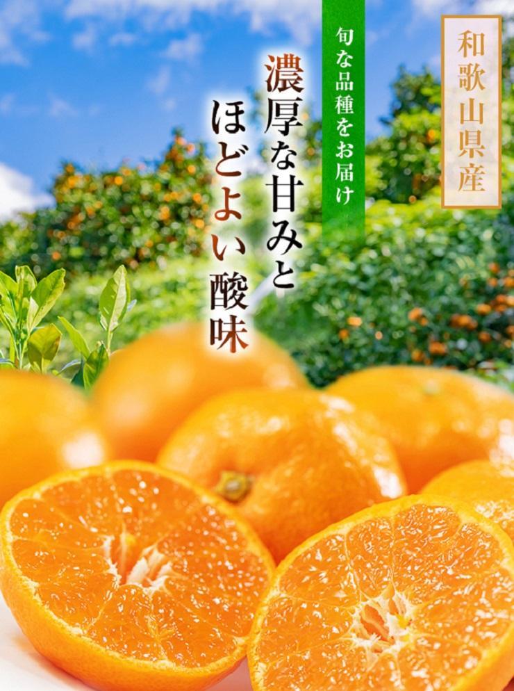 希少な柑橘!紀州有田産ブラッドオレンジ約3kg 