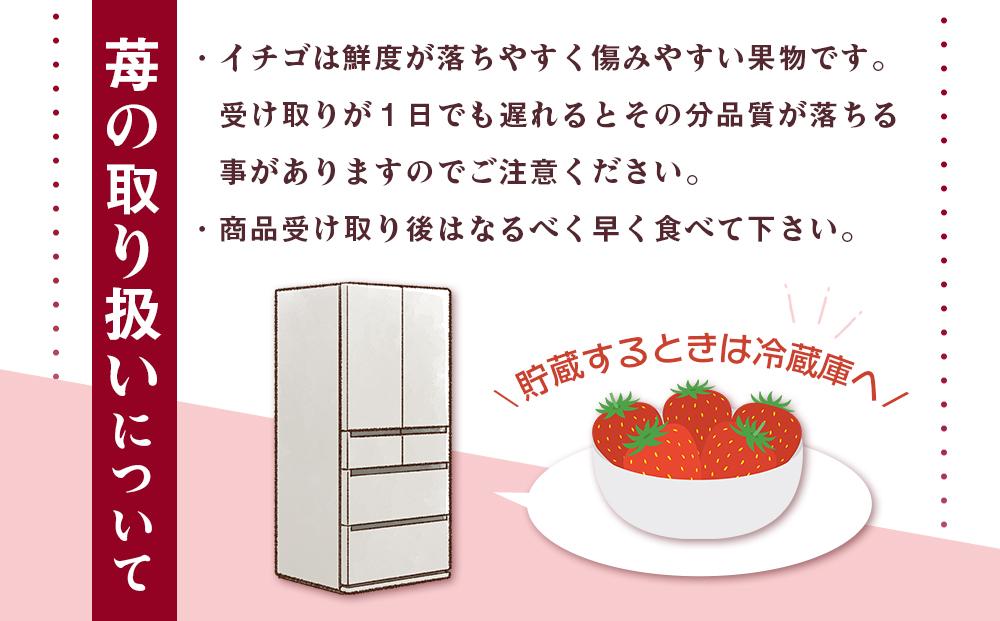 2月中旬より発送、和歌山県オリジナルまりひめイチゴ4パック入り（3L～L寸）