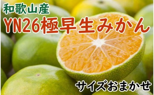 【産直】YN26極早生みかん約5kg（2S～Mサイズおまかせ）★2024年9月中旬頃より順次発送【TM13】