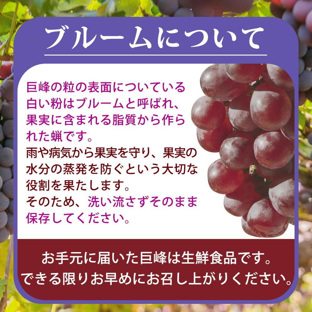 紀州和歌山産 の種なし巨峰ぶどう2房（約800g〜1kg）【UT121】