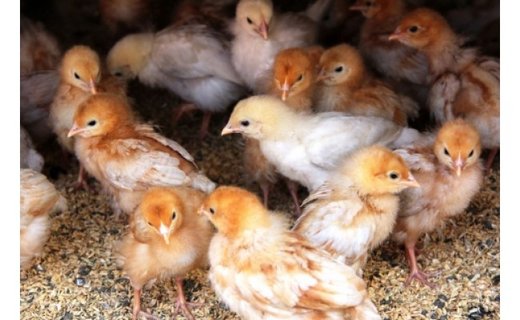 国産飼料にこだわった鶏が産む安全安心の 『レモン色たまご』1パック（10個入り）×3