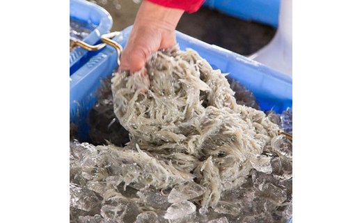 紀州湯浅湾直送！特選　茹でたて 釜揚げしらす　木箱　1kg　【冷凍】