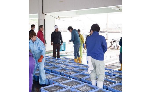 紀州湯浅湾直送！特選　茹でたて 釜揚げしらす　木箱　1kg　【冷凍】