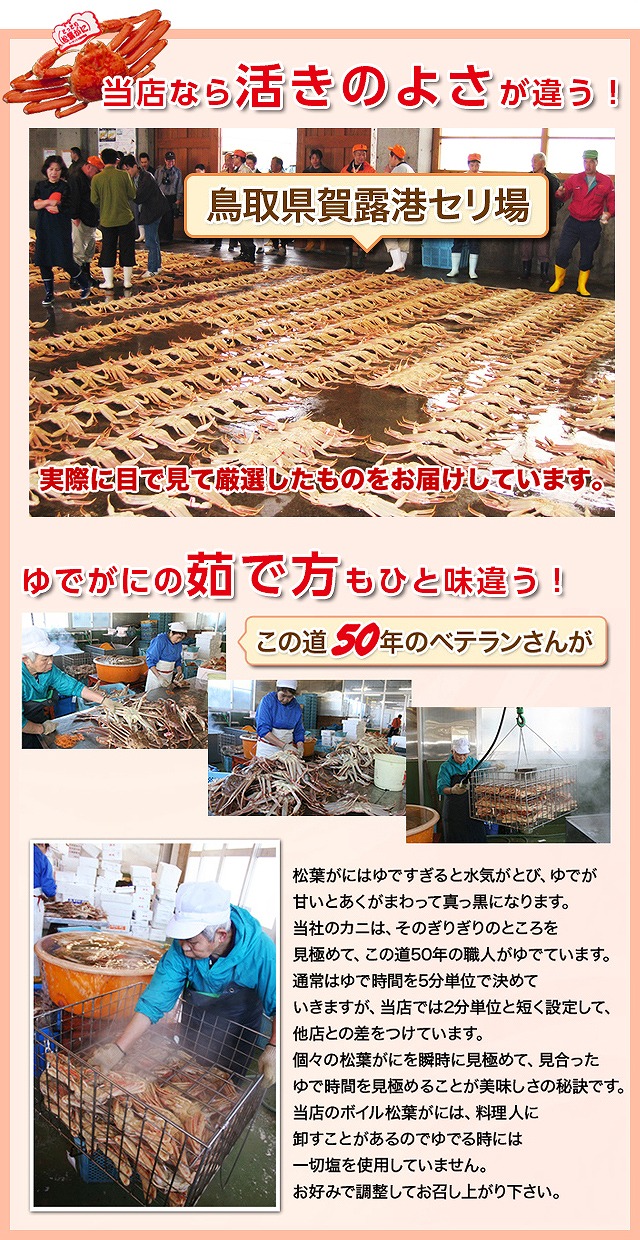 85．鳥取県産　タグ付き浜茹で松葉がに　800g以上×1枚