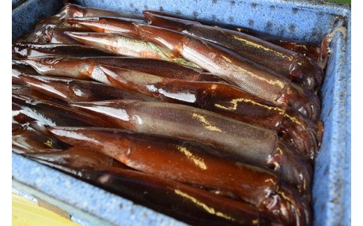 【のし付き】今が旬！朝どれ寒シマメ特大サイズ（350-400g）丸ごと2杯セット