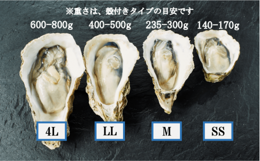 【のし付き】ブランドいわがき春香 新鮮クリーミーな高級岩牡蠣 殻付きLLサイズ×7個 お歳暮に
