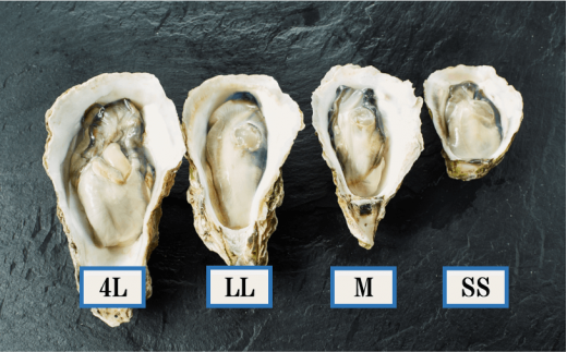 【のし付き】ブランド岩牡蠣「春香」殻なし巨大3Lサイズ×3個（960g〜1.2kg）殻剥き不要 お歳暮に