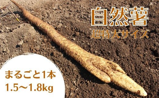 [超特大]自然薯「あまいも」まるまる1本 1.5〜1.8kg 島からお届け!