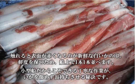 【島獲れ白いか】ブランドイカ650g 超特大サイズ2杯セット