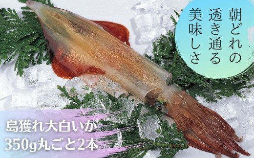 【ふるさと納税】島獲れ白いか ブランドイカ350g 大サイズ2杯セット