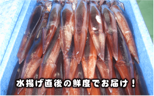 【のし付き】今が旬！朝どれ寒シマメ特大サイズ（350-400g）丸ごと3杯セット