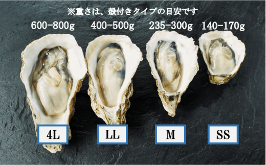 【海士のいわがき】いわがき殻付き 3Lサイズ 3個 ぷりぷりでクリーミーなブランドいわがき