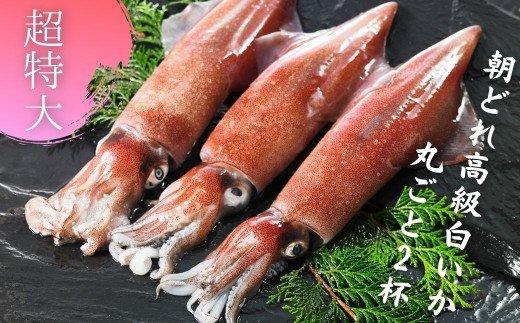 【島獲れ白いか】ブランドイカ650g 超特大サイズ2杯セット