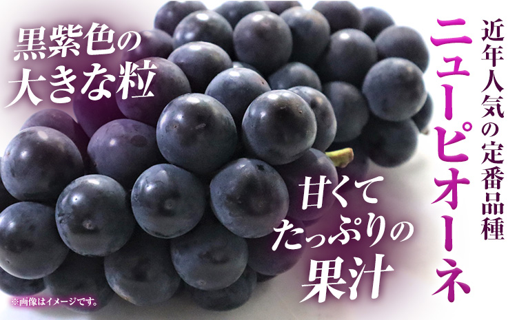 家庭用つる付きニューピオーネ 3房(1房530g以上)【配送不可地域あり】有限会社ホーティカルチャー神島 令和7年産先行受付《9月上旬-10月中旬頃出荷》岡山県 笠岡市 送料無料 葡萄 フルーツ 果物 ニューピオーネ つる付き お取り寄せフルーツ