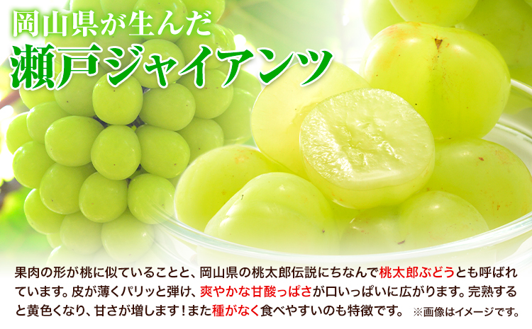 【2025年産先行予約】【2回定期便】食べ比べセット たたらみねらるシャインマスカット+瀬戸ジャイアンツ 各1房 1.3kg以上《2025年9月上旬-10月下旬頃出荷》《9月上旬-10月下旬頃出荷》岡山県 笠岡市 マスカット ぶどう ブドウ 葡萄 フルーツ 果物 たたらみねらる 食べ比べ セット 定期便