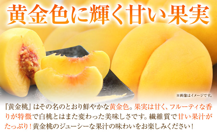 ご家庭用 おかやまの黄金桃 約1.3kg 令和7年産 先行予約 《2025年8月下旬-9月中旬頃出荷》 桃 黄桃 黄金桃 晴れの国おかやま館 フルーツ 果物 果実 岡山県 笠岡市