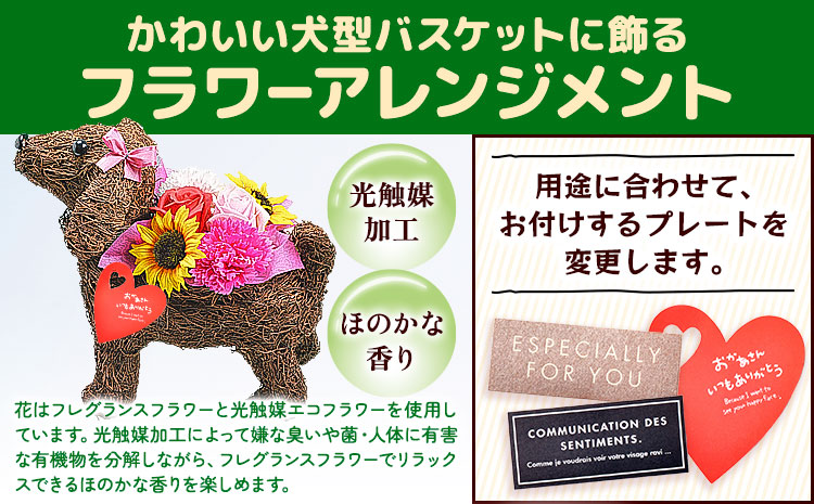 フレグランスフラワー＆光触媒エコフラワー 番犬くん Lサイズ フローリスト萬 《45日以内に出荷予定(土日祝除く)》岡山県 笠岡市 送料無料 母の日 プレゼント アレンジフラワー 枯れない