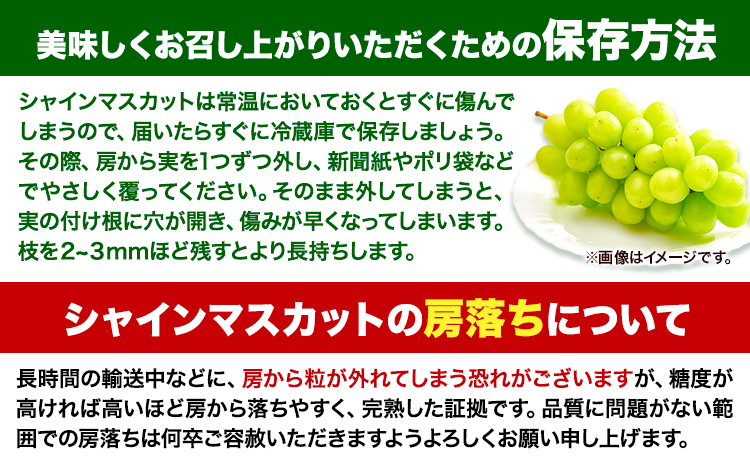 【令和7年度産先行予約】 【3回定期便】マスカット シャインマスカット 約2kg(3~5房)《2025年8月下旬-10月下旬頃出荷》たたらみねらる ギフト 糖度18度以上 フルーツ 種無し ぶどう 葡 Y&G．ディストリビューター 岡山県 笠岡市 定期便