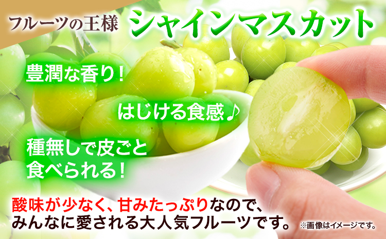 【令和7年度産先行予約】 【3回定期便】マスカット シャインマスカット 約2kg(3~5房)《2025年8月下旬-10月下旬頃出荷》たたらみねらる ギフト 糖度18度以上 フルーツ 種無し ぶどう 葡 Y&G．ディストリビューター 岡山県 笠岡市 定期便