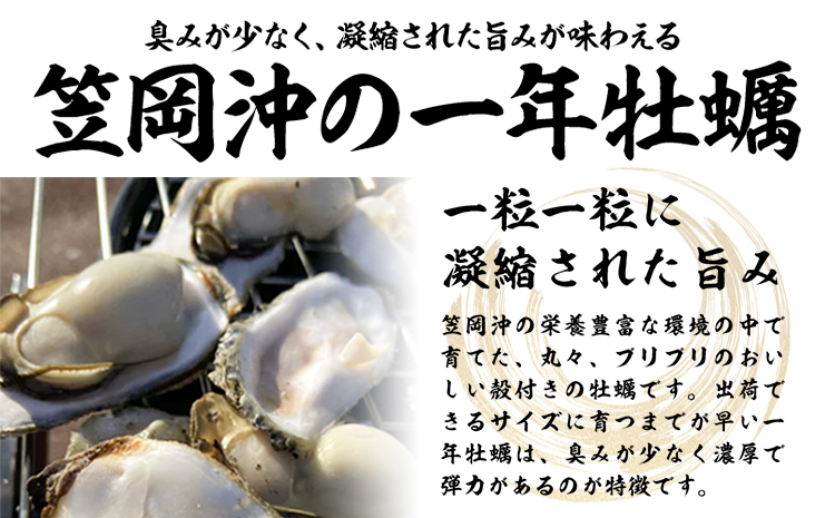 笠岡産 (瀬戸内海産) 殻付き牡蠣 (加熱用) S・Mサイズ混合 2kg 30粒前後《出荷時期が選べる》1月 2月 3月 4月 岡山県 笠岡市 かき カキ 牡蠣 生牡蠣 瀬戸内海産 殻付き